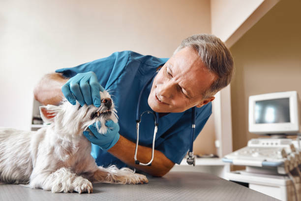 Best Emergency Dentist for Special Needs Patients in Bushnell, IL